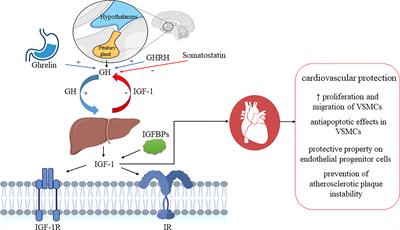 Frontiers New insights on the cardiovascular effects of IGF 1